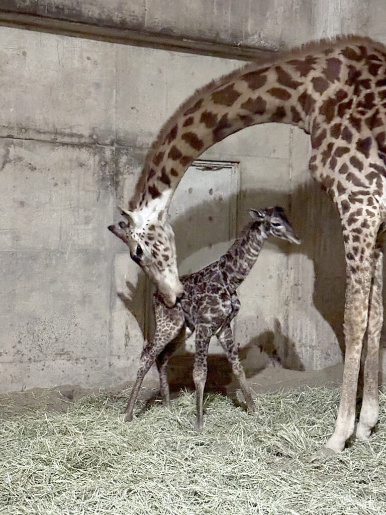 マサイキリンの赤ちゃん誕生！ | 宮崎市フェニックス自然動物園サイト